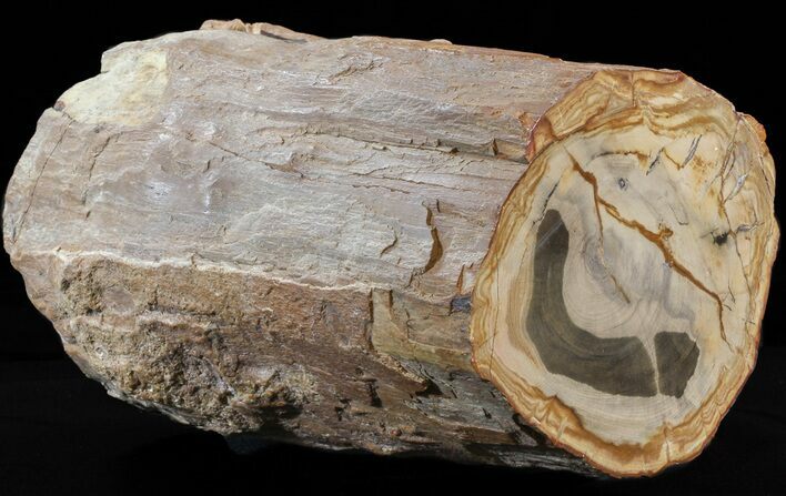 Petrified Wood Log Section - Oregon #41872
